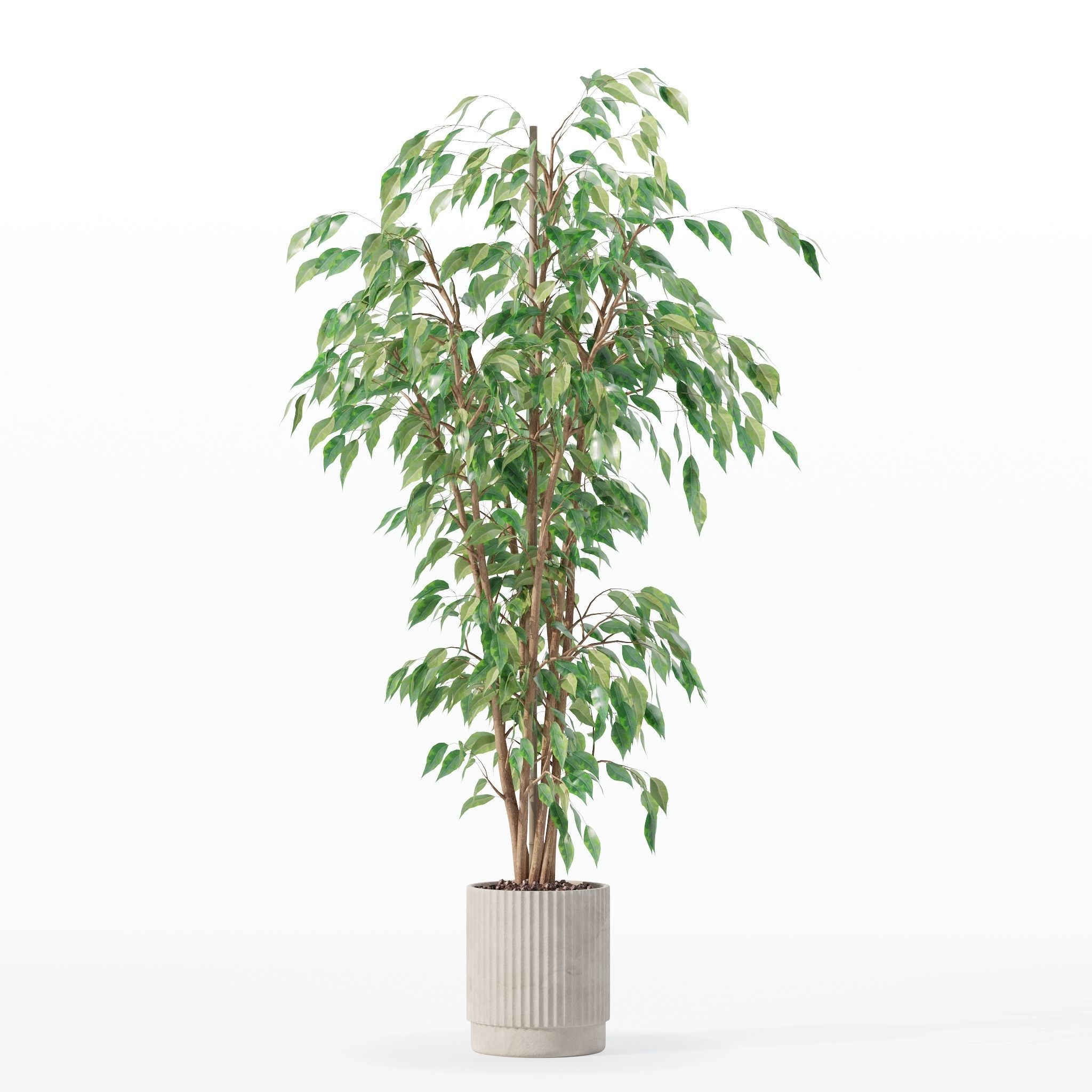 Ficus benjamina in modern flower pot 3D model_23