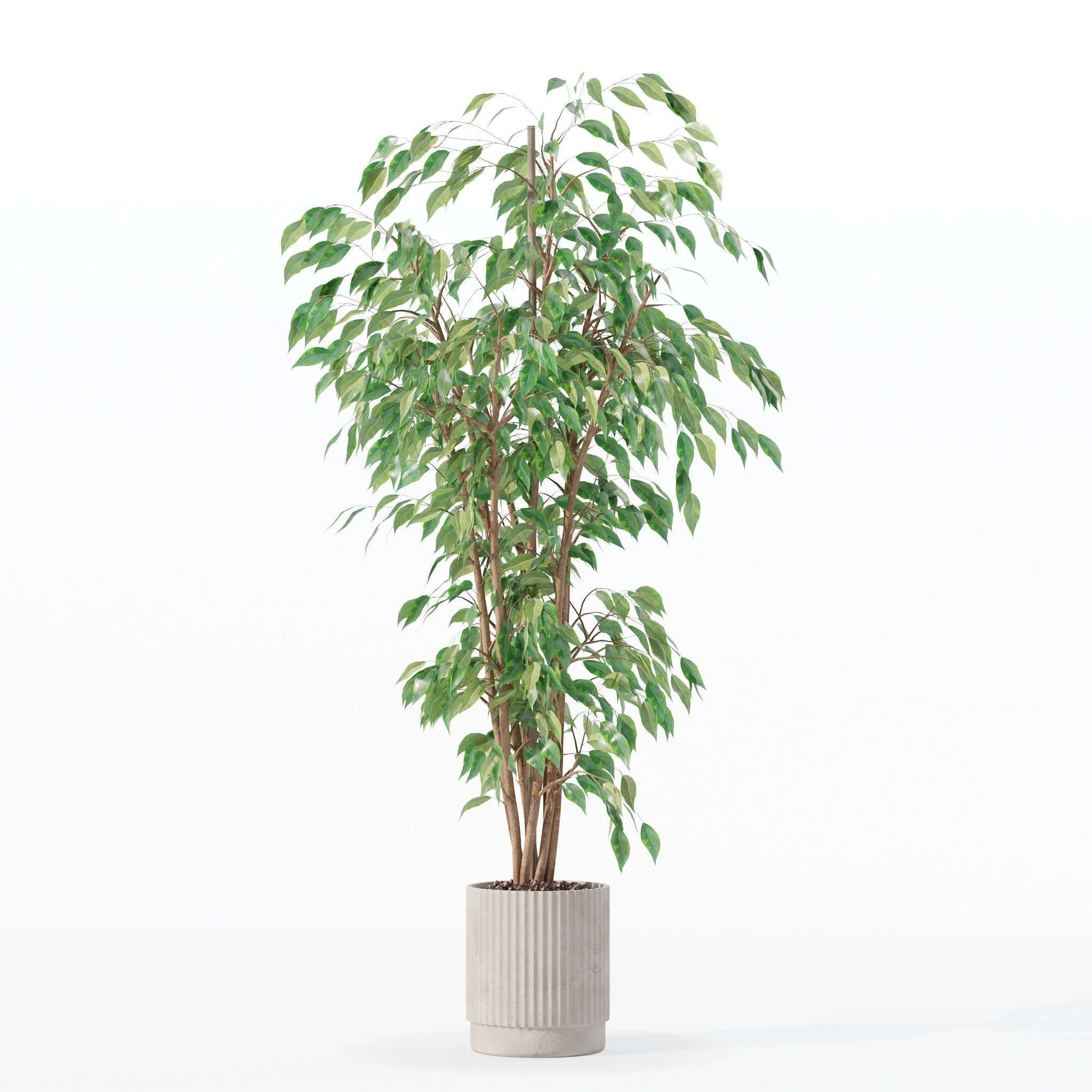 Ficus benjamina in modern flower pot 3D model_21