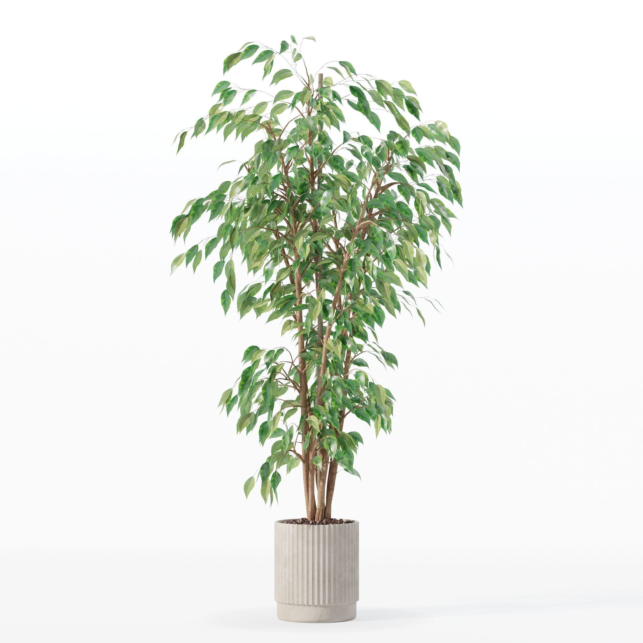 Ficus benjamina in modern flower pot 3D model_12