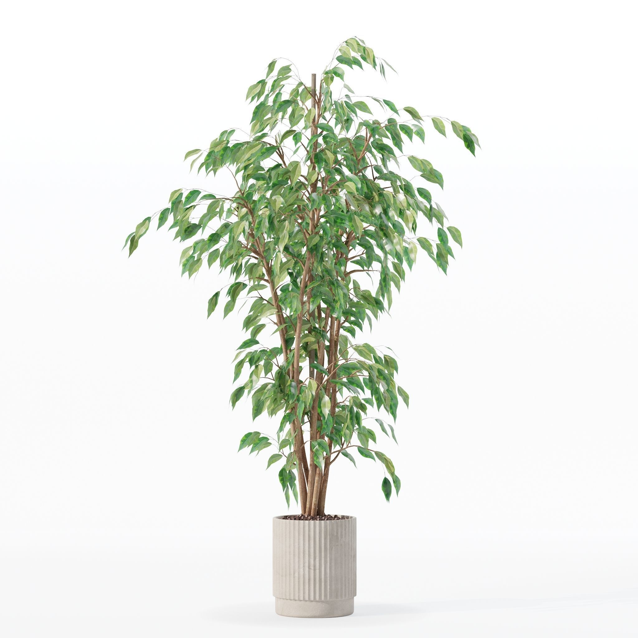 Ficus benjamina in modern flower pot 3D model_5