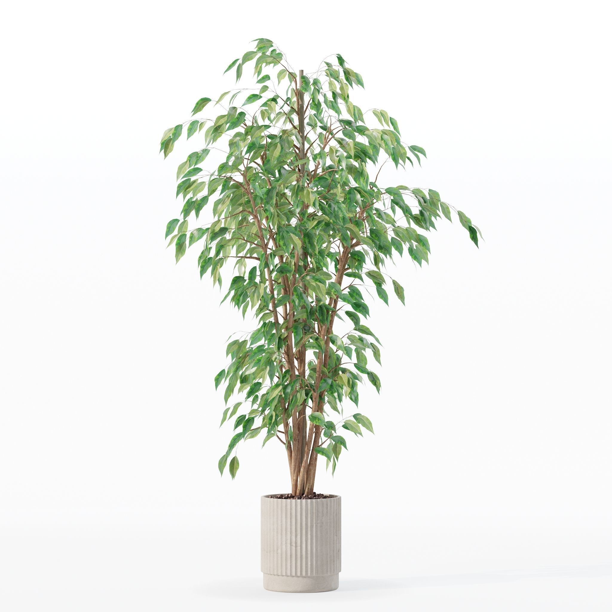 Ficus benjamina in modern flower pot 3D model_15