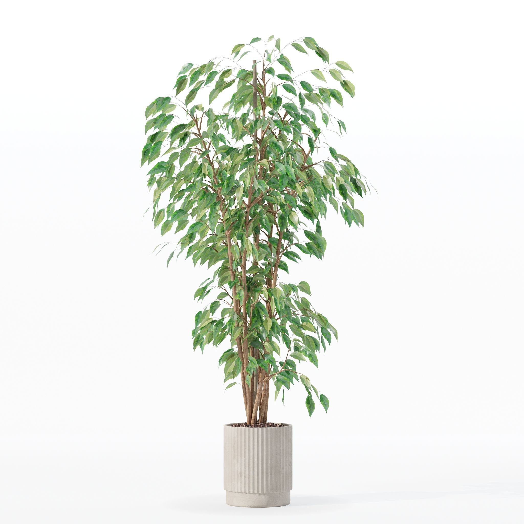 Ficus benjamina in modern flower pot 3D model_20
