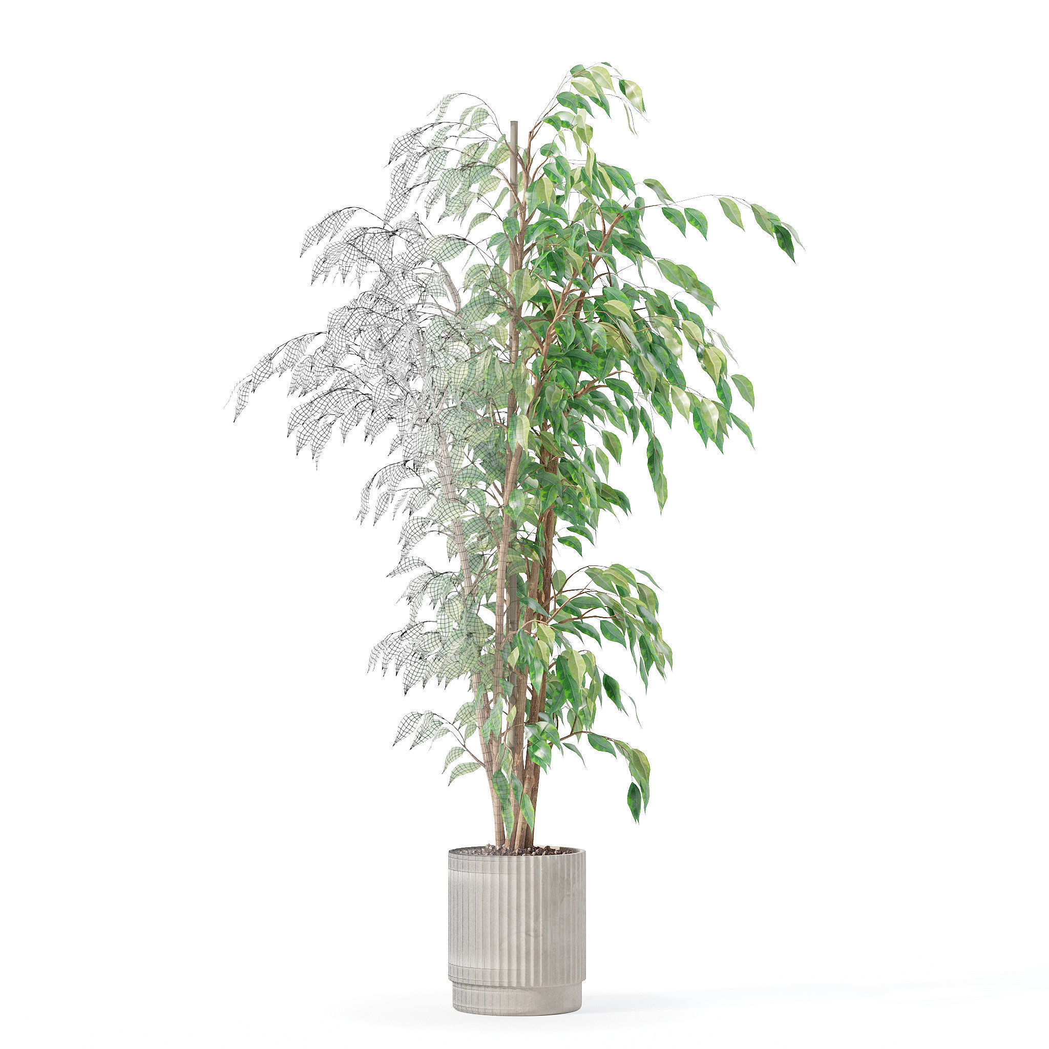 Ficus benjamina in modern flower pot 3D model_30