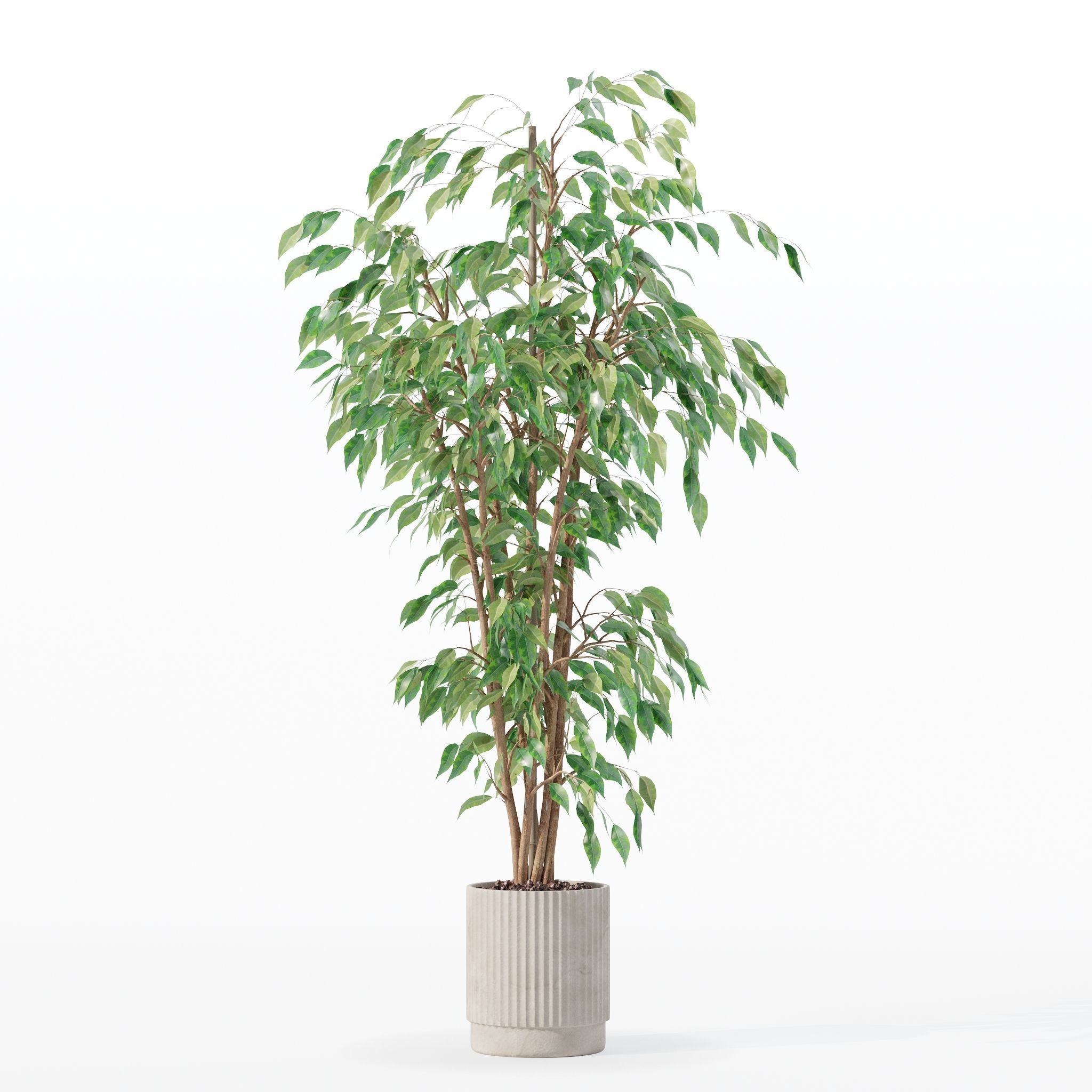 Ficus benjamina in modern flower pot 3D model_22