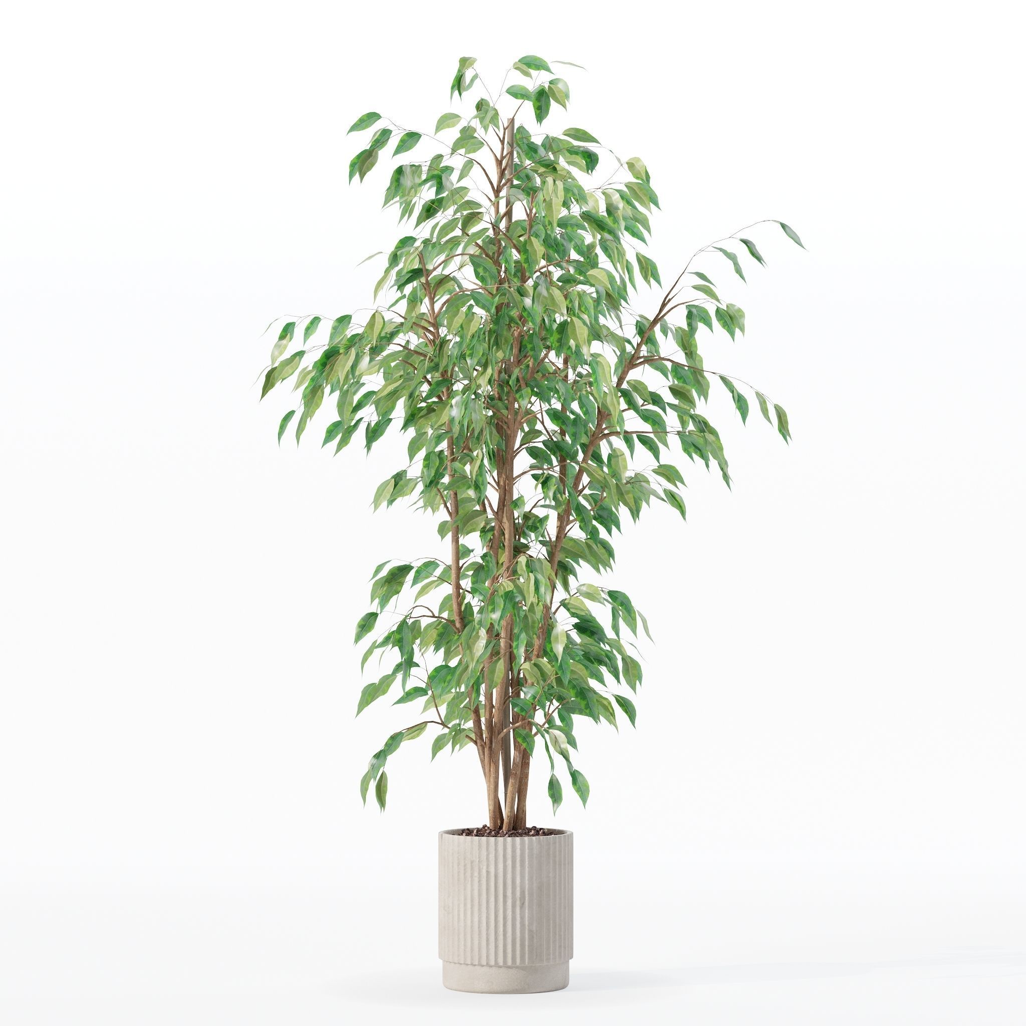 Ficus benjamina in modern flower pot 3D model_9