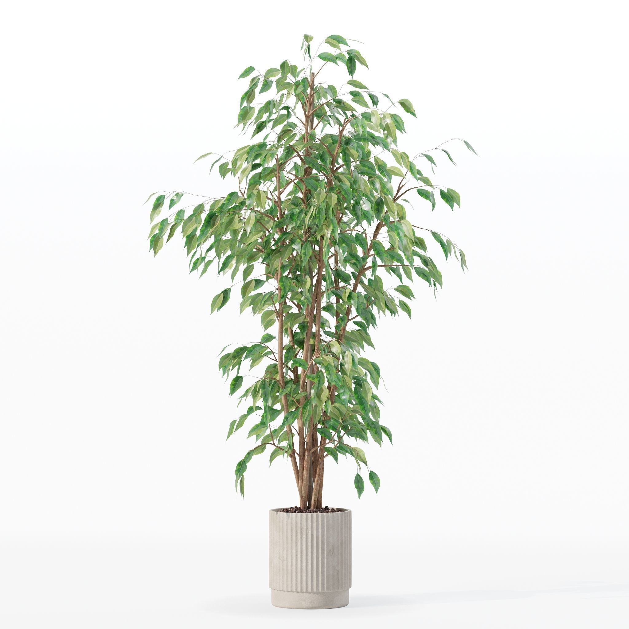 Ficus benjamina in modern flower pot 3D model_8