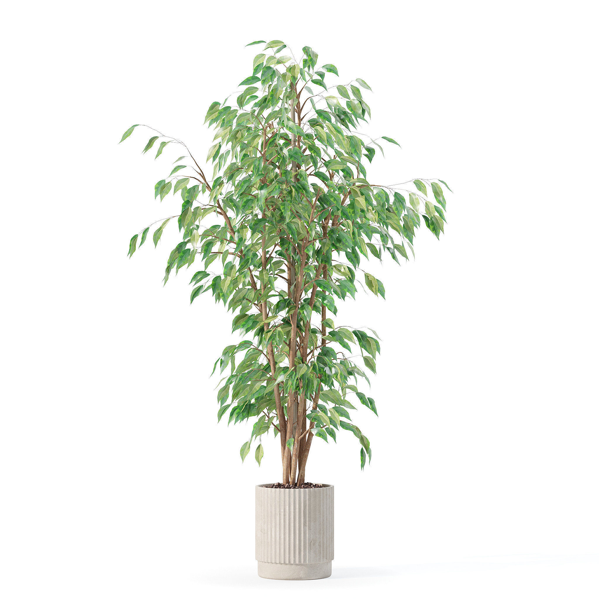 Ficus benjamina in modern flower pot 3D model_28
