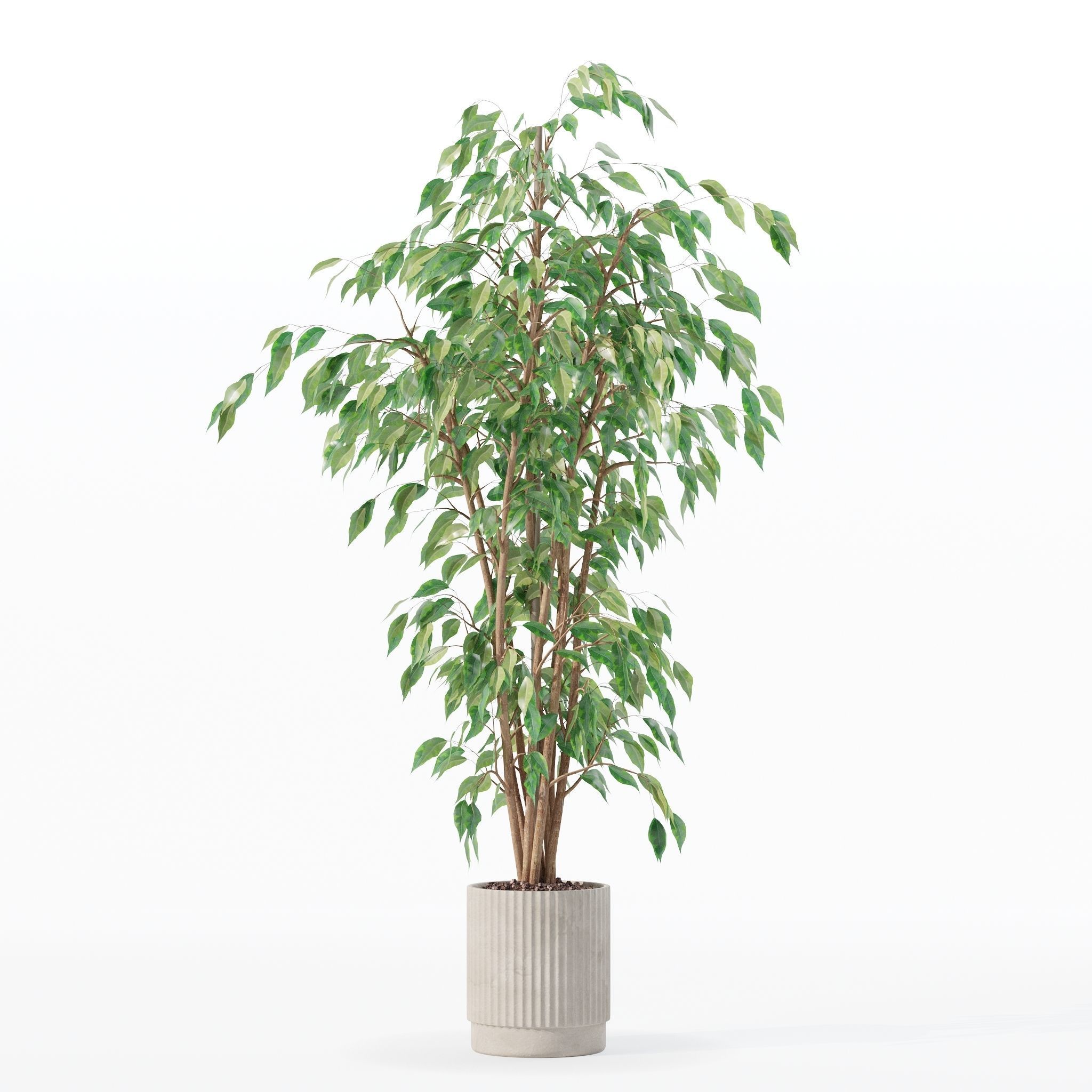 Ficus benjamina in modern flower pot 3D model_6