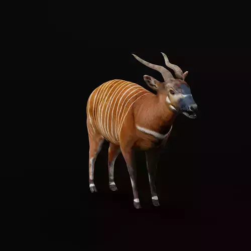 Eastern Bongo Male Antelope