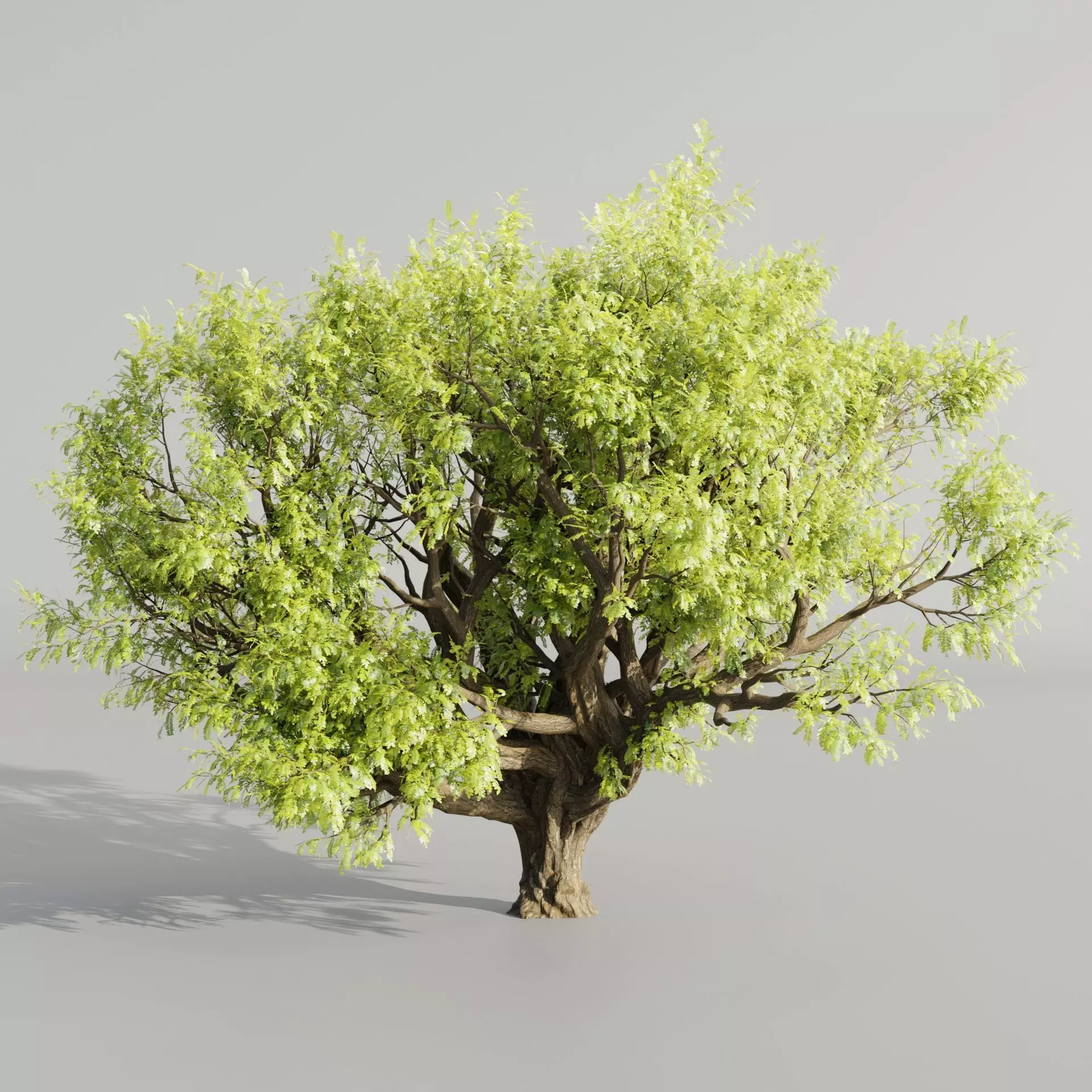 Tamarindus tree vol 207-Blender 3D model_0