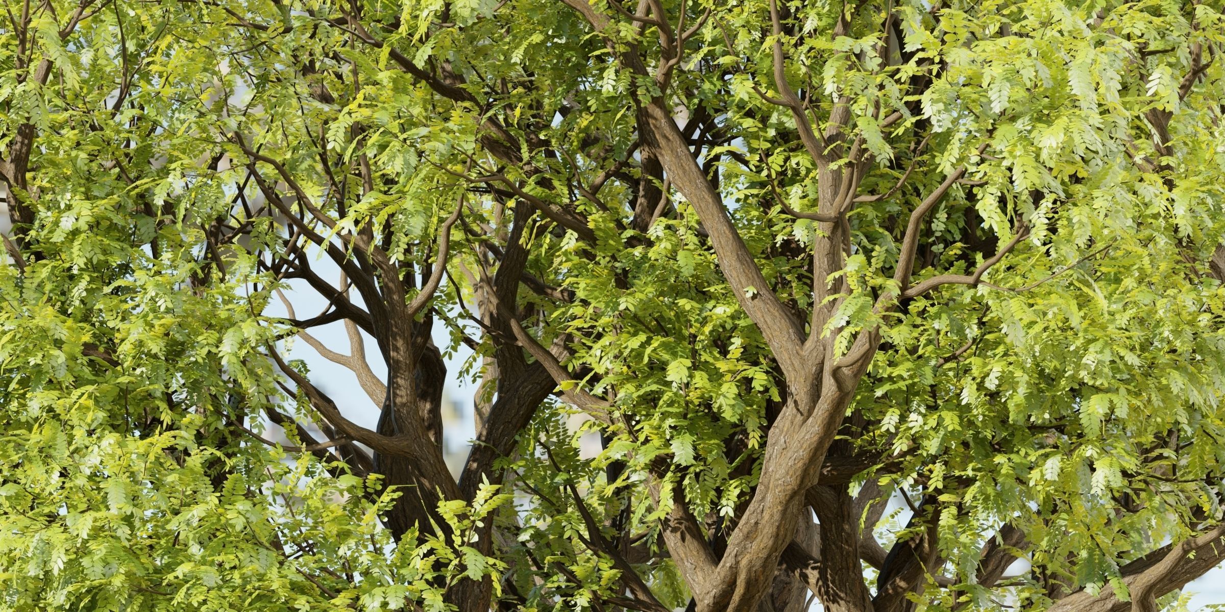 Tamarindus tree vol 207-Blender 3D model_1