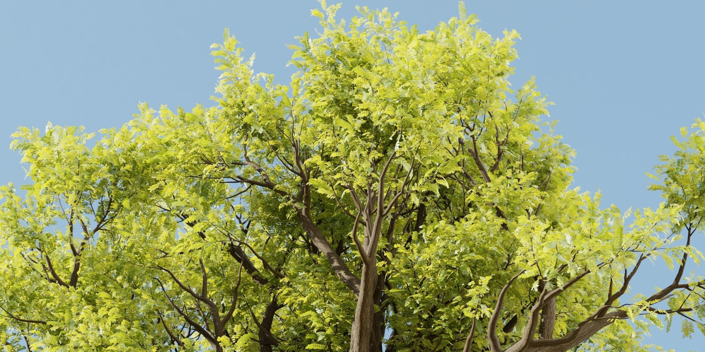 Tamarindus tree vol 207-Blender 3D model_3