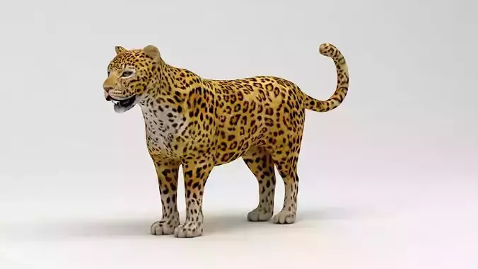 Leopard