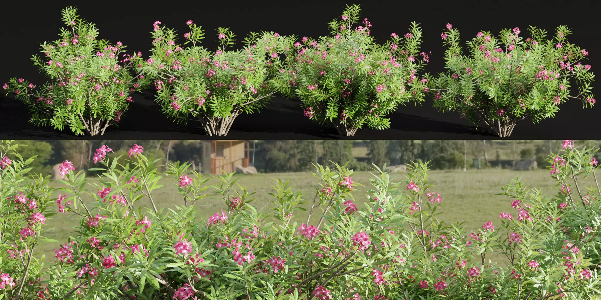 Oleander flowering bush collection vol 208 3D model