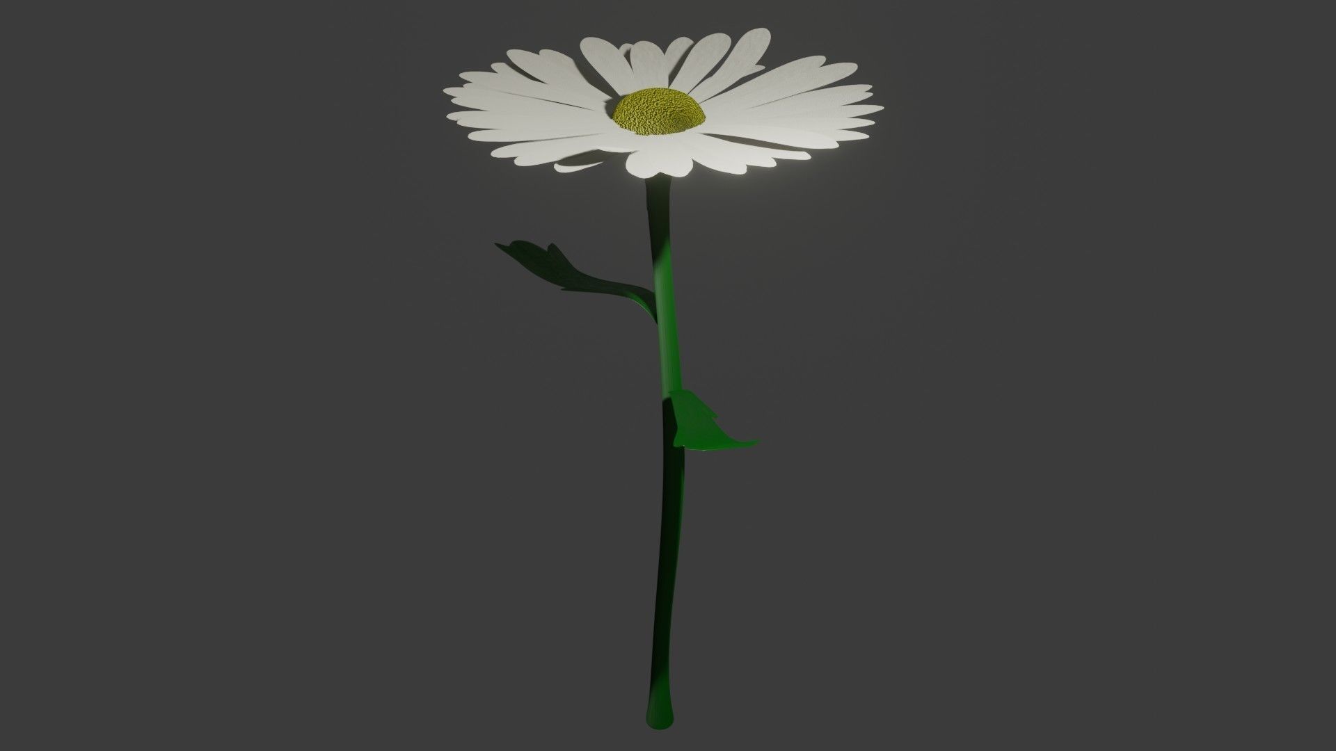 daisy flower Low-poly 3D model_1