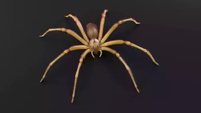 Brown Recluse Spider Low-poly 3D model