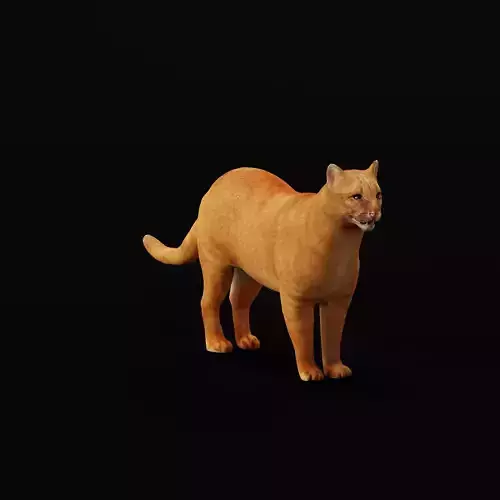 Jaguarundi Wildcat Animal