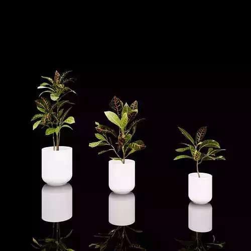 Variegated Croton Collection