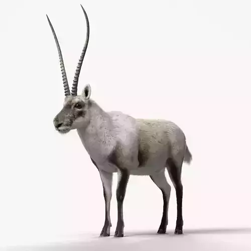 Tibetan Antelope Animation - VFX Grace