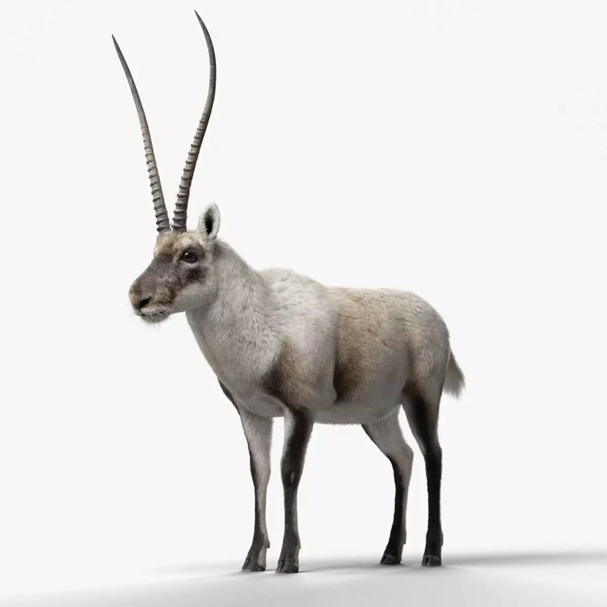 Tibetan Antelope Animation - VFX Grace 3D model
