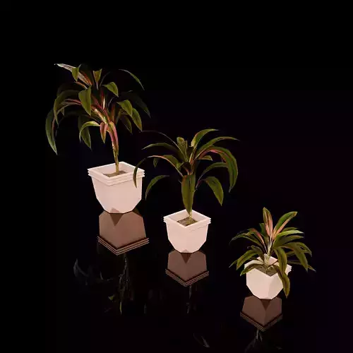 Pink Cordyline Collection