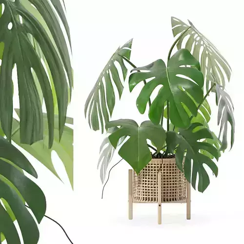 Monstera in rattan flower pot