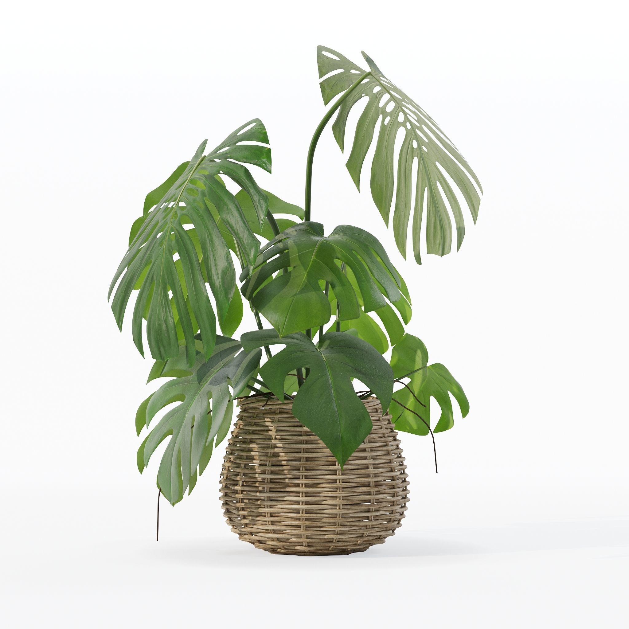 Monstera in rattan flower pot 3D model_29
