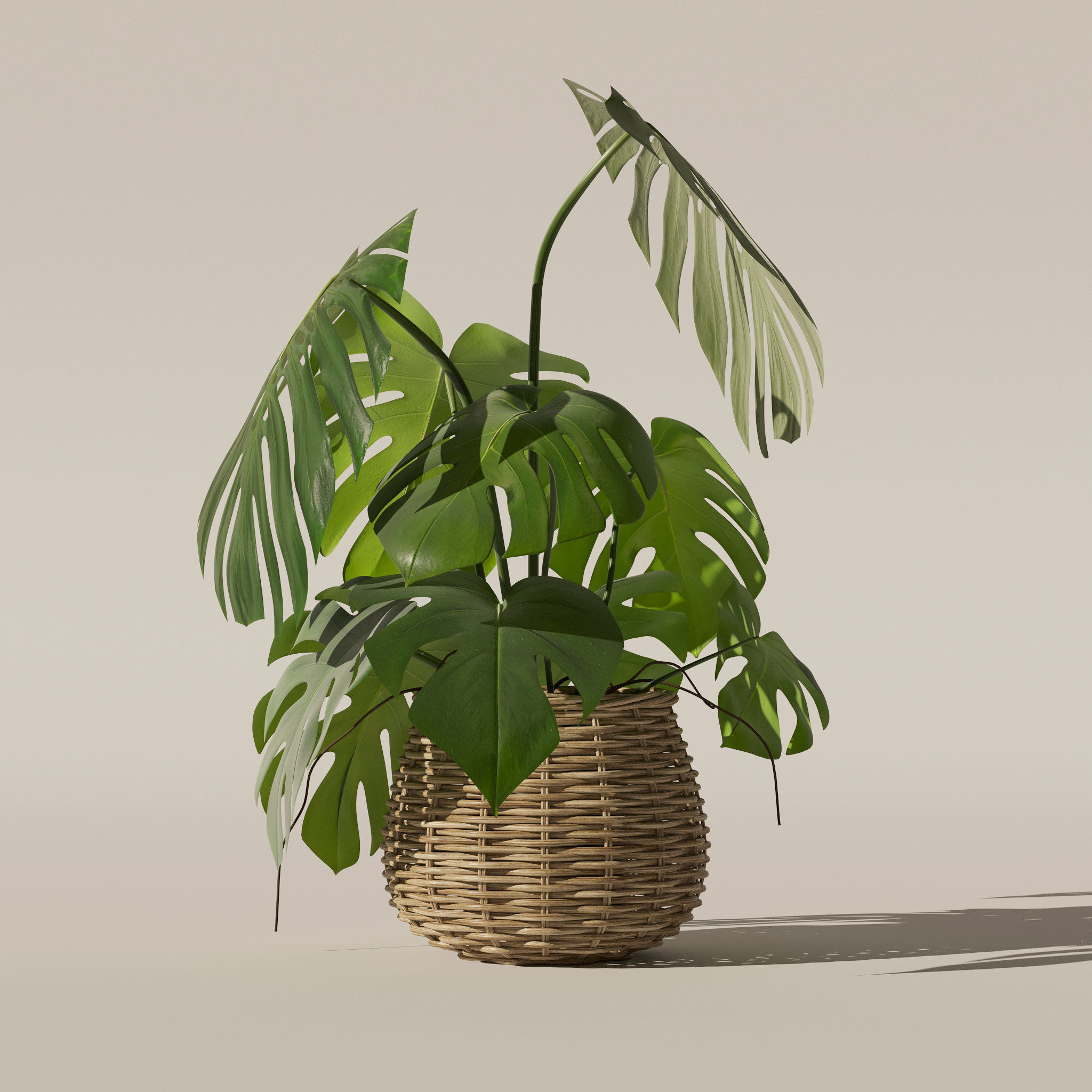 Monstera in rattan flower pot 3D model_5