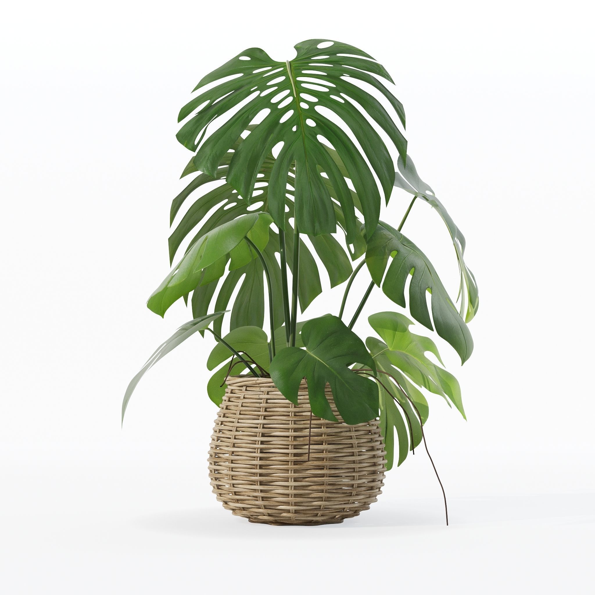 Monstera in rattan flower pot 3D model_16