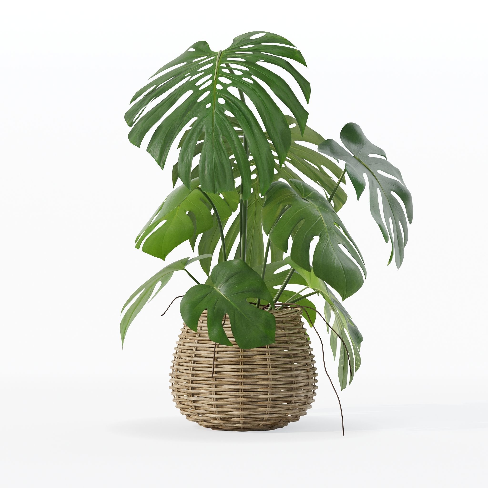 Monstera in rattan flower pot 3D model_17