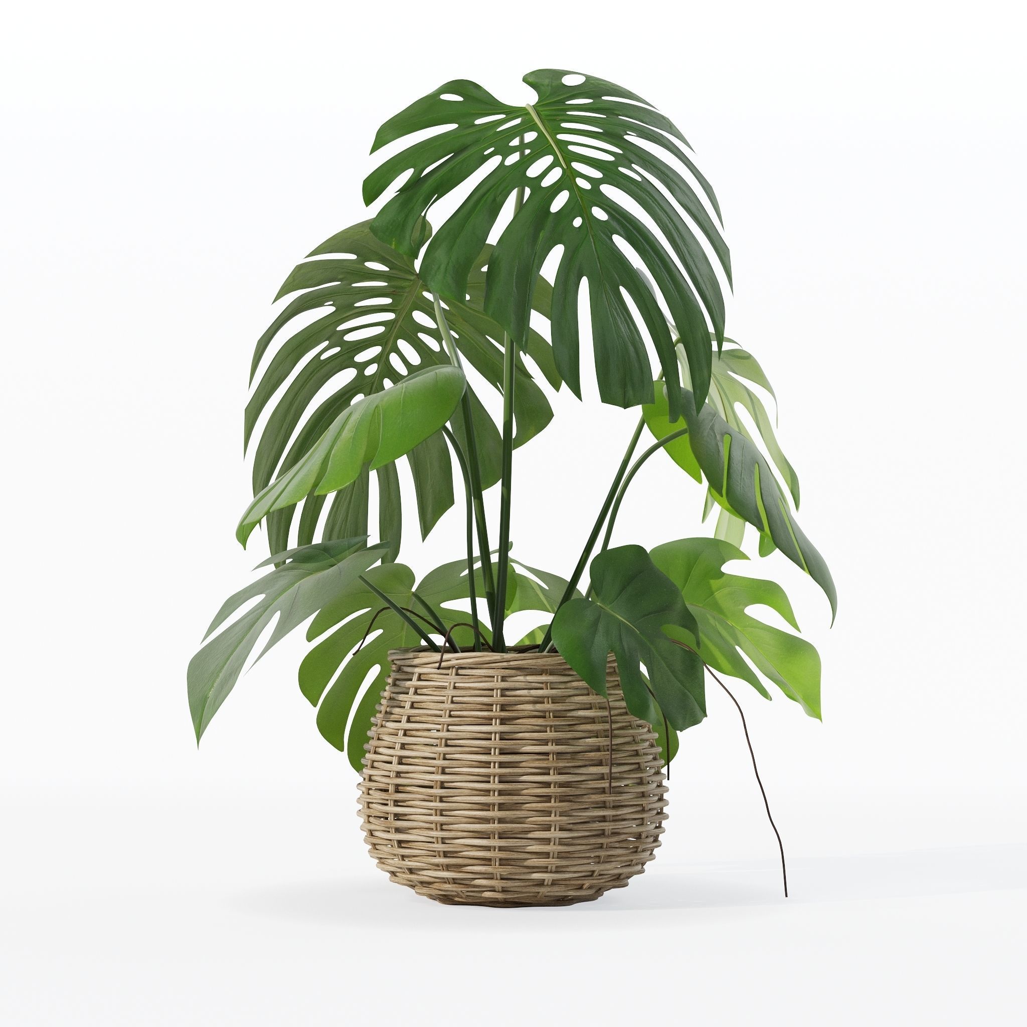 Monstera in rattan flower pot 3D model_15