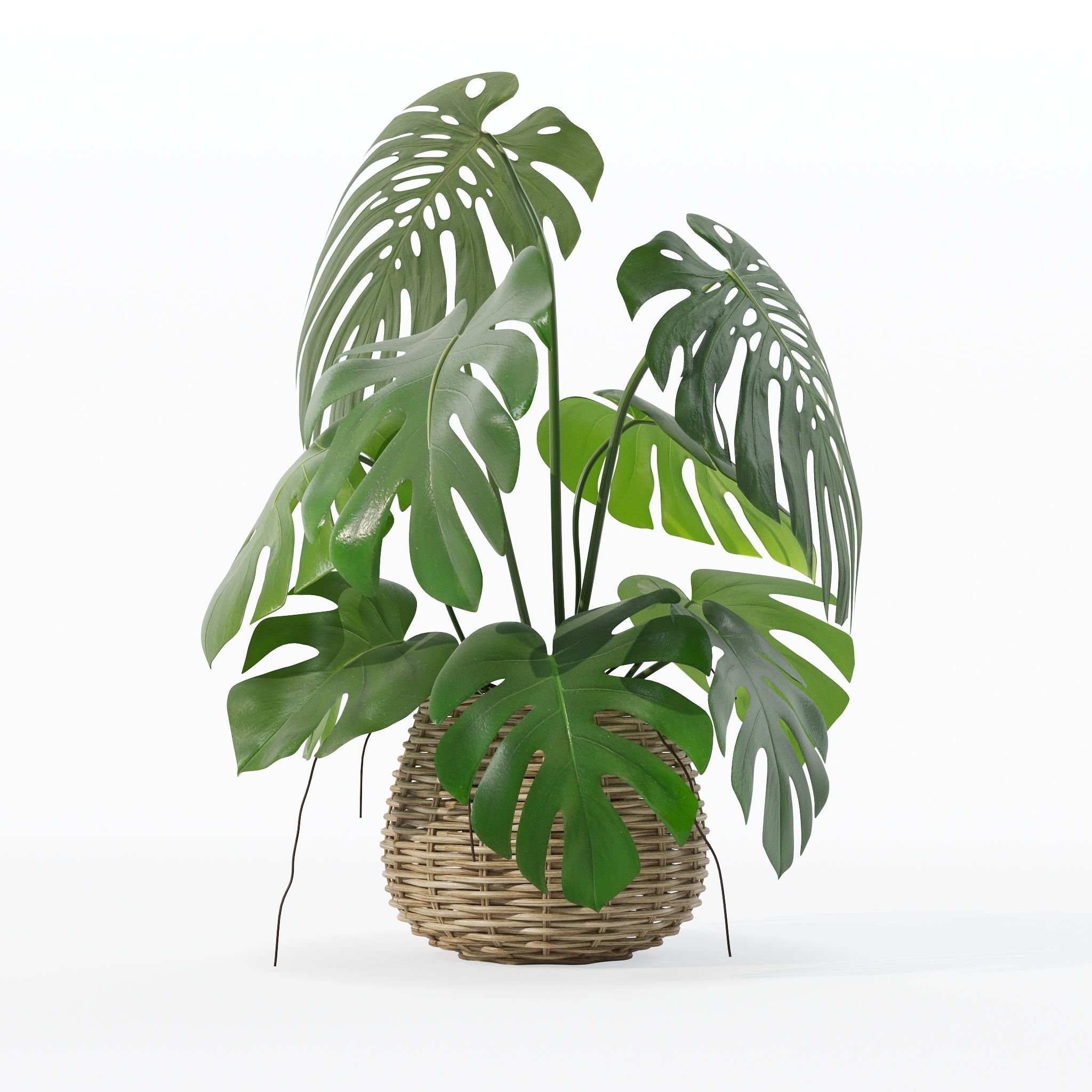 Monstera in rattan flower pot 3D model_22