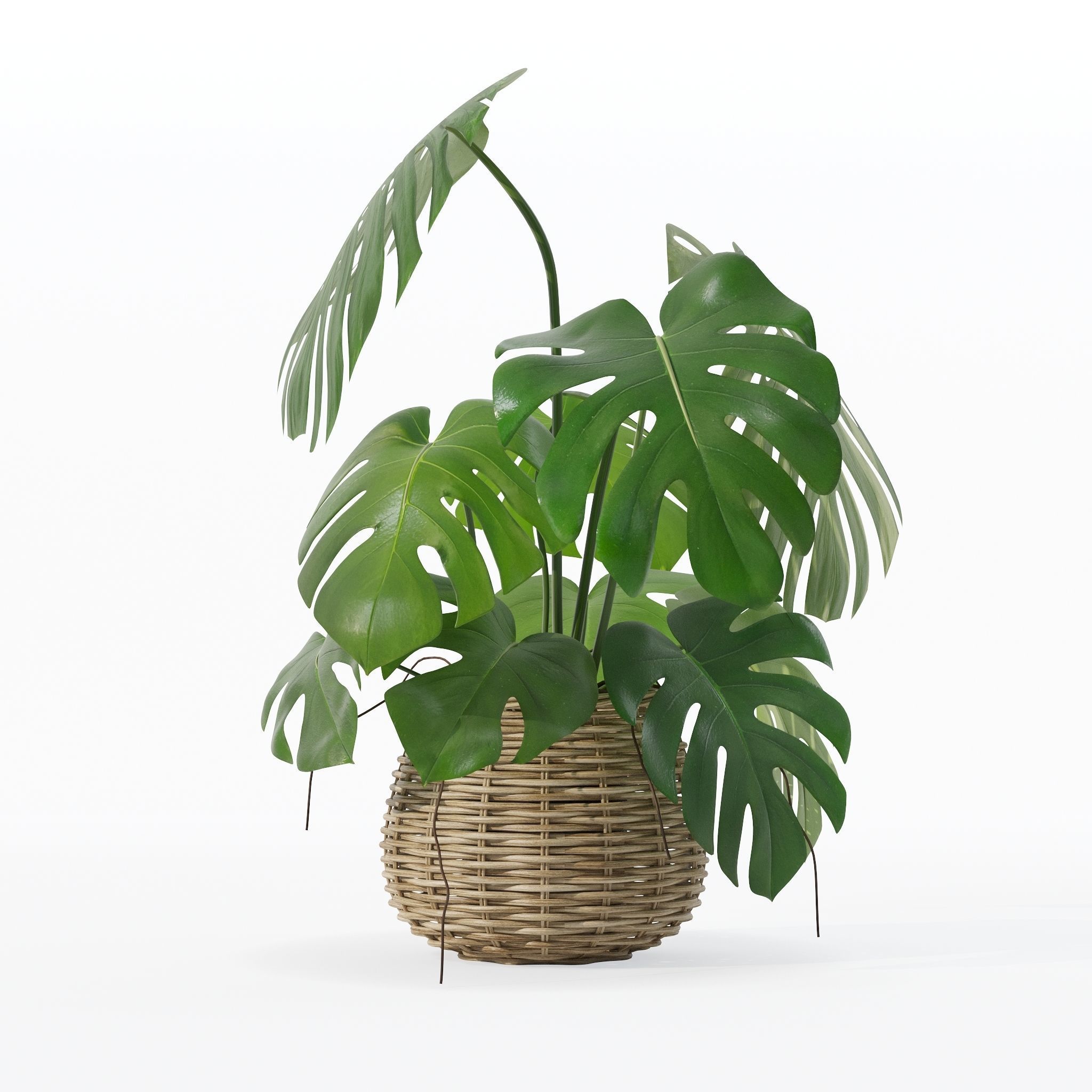 Monstera in rattan flower pot 3D model_20