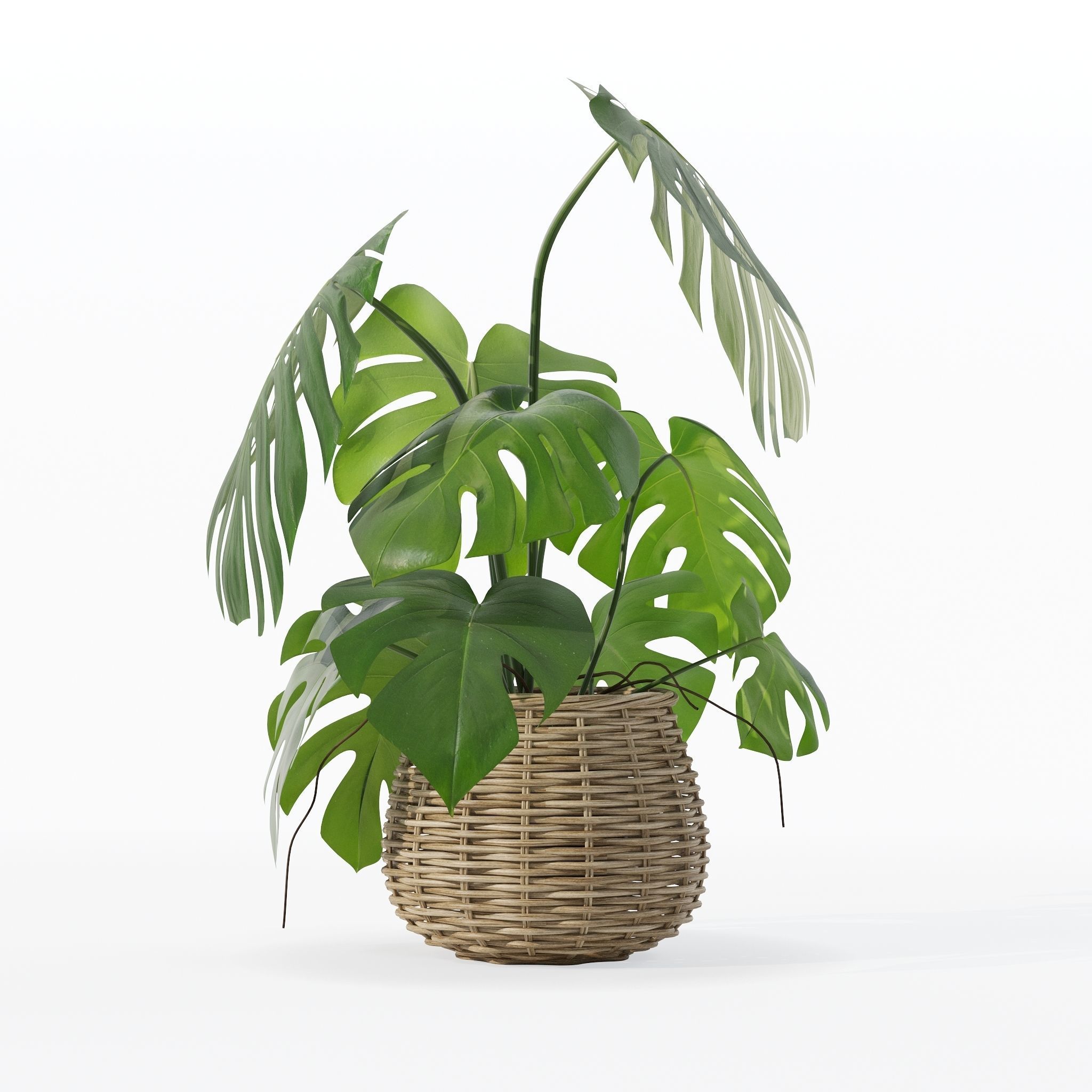 Monstera in rattan flower pot 3D model_10