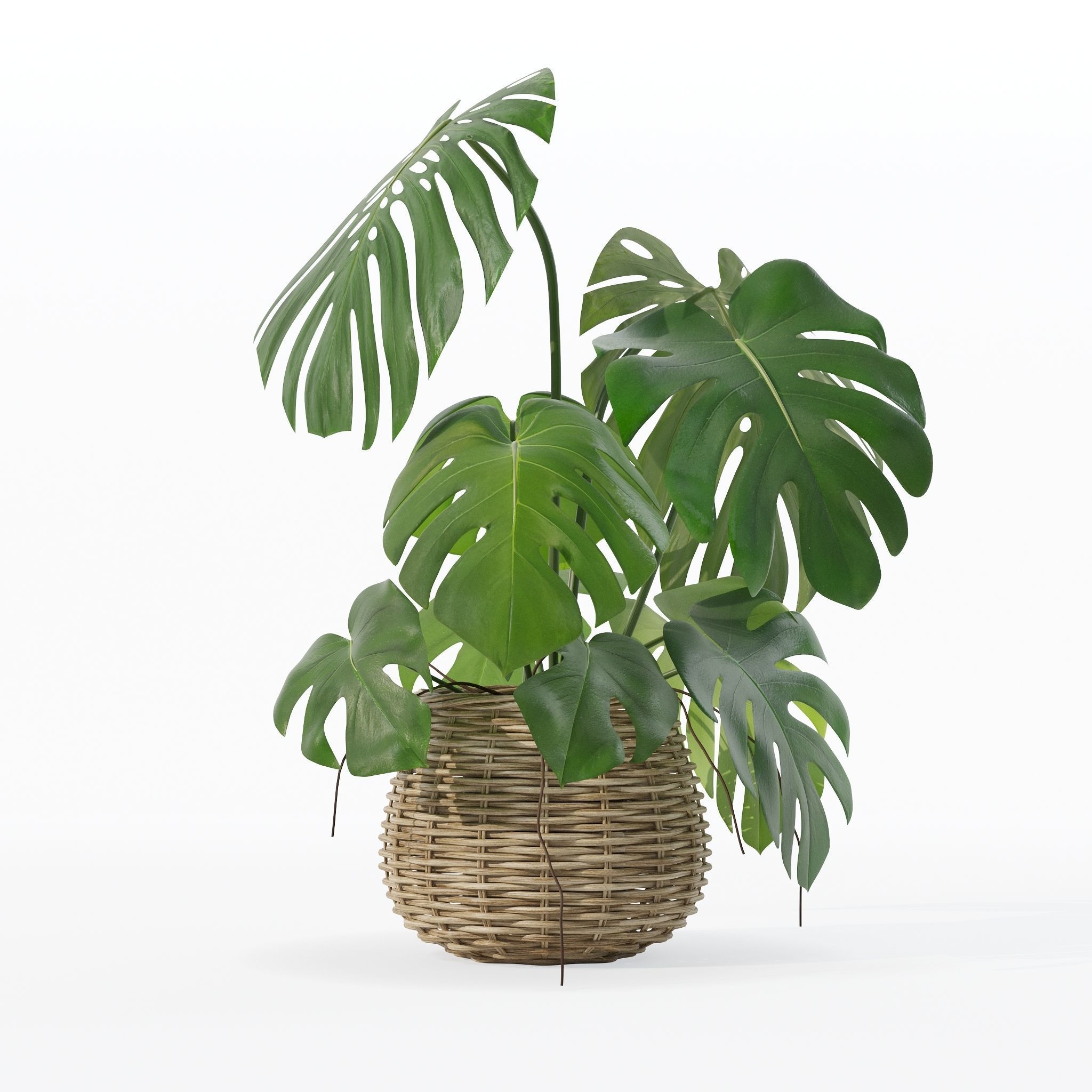 Monstera in rattan flower pot 3D model_19