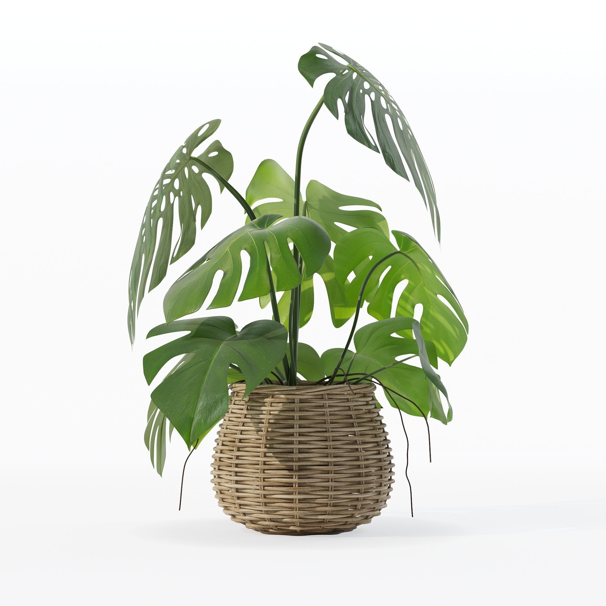 Monstera in rattan flower pot 3D model_12