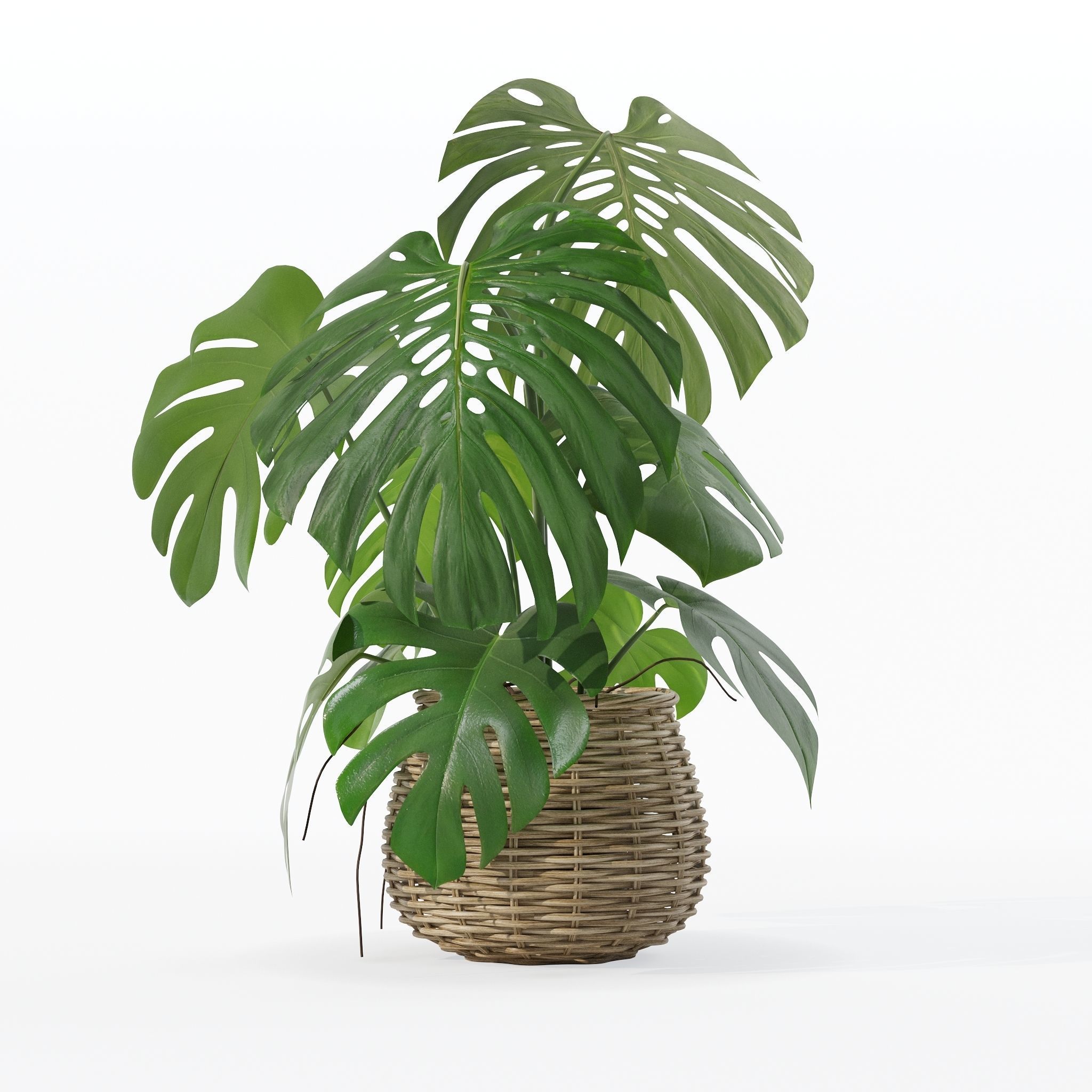 Monstera in rattan flower pot 3D model_26