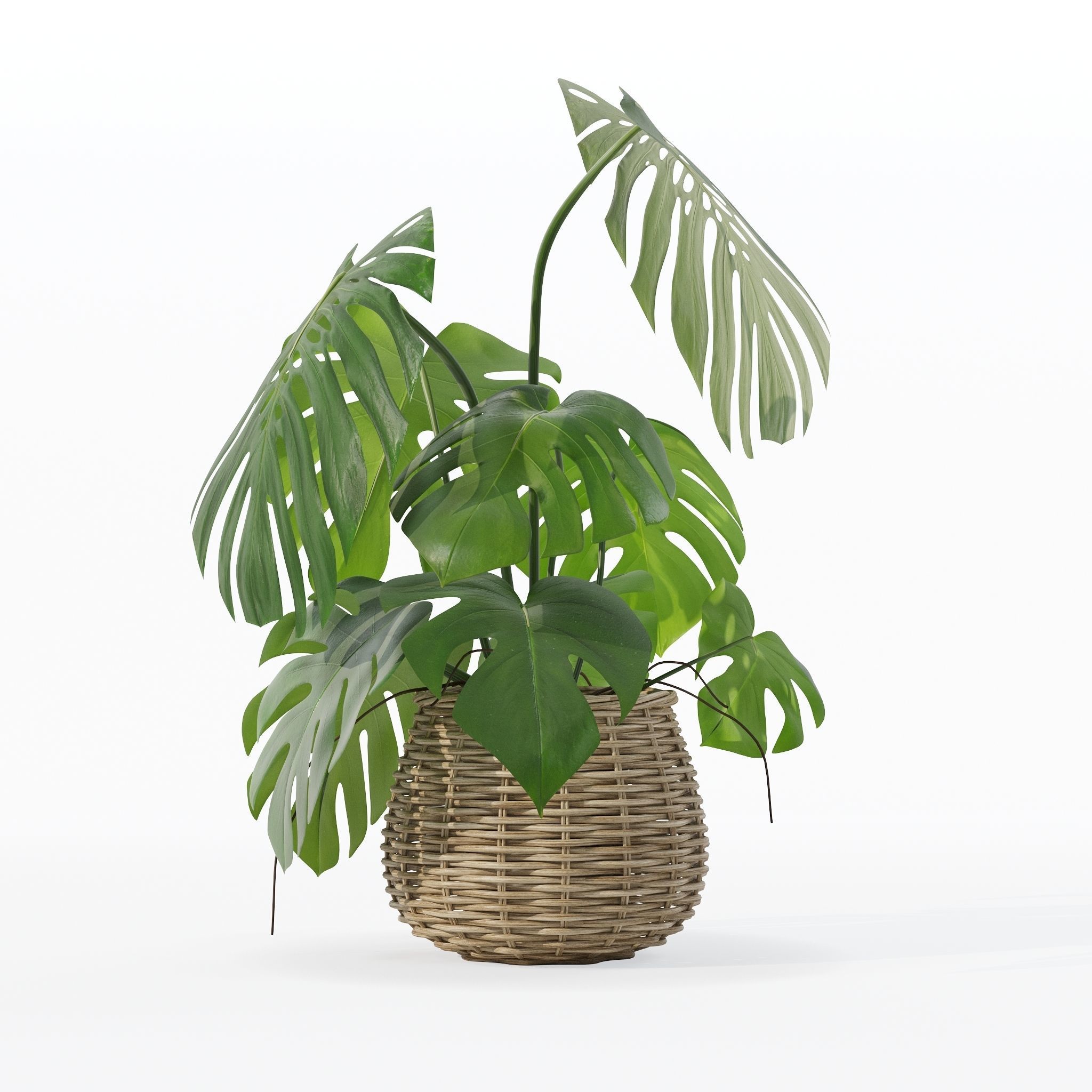 Monstera in rattan flower pot 3D model_30