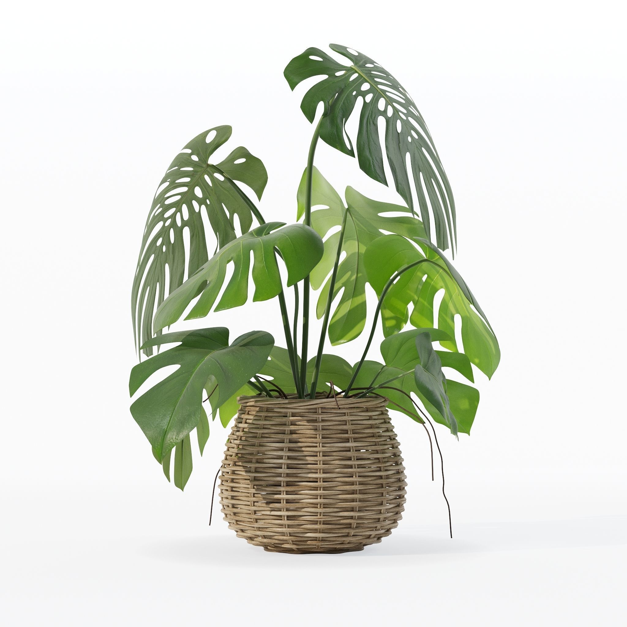 Monstera in rattan flower pot 3D model_13