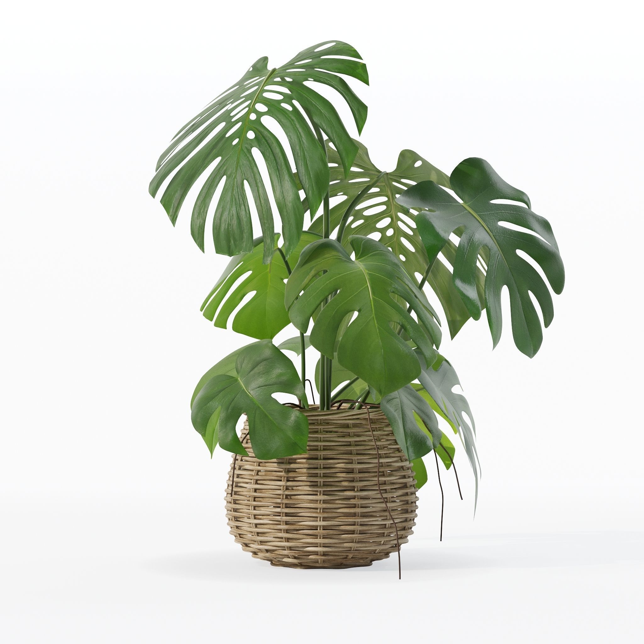 Monstera in rattan flower pot 3D model_18