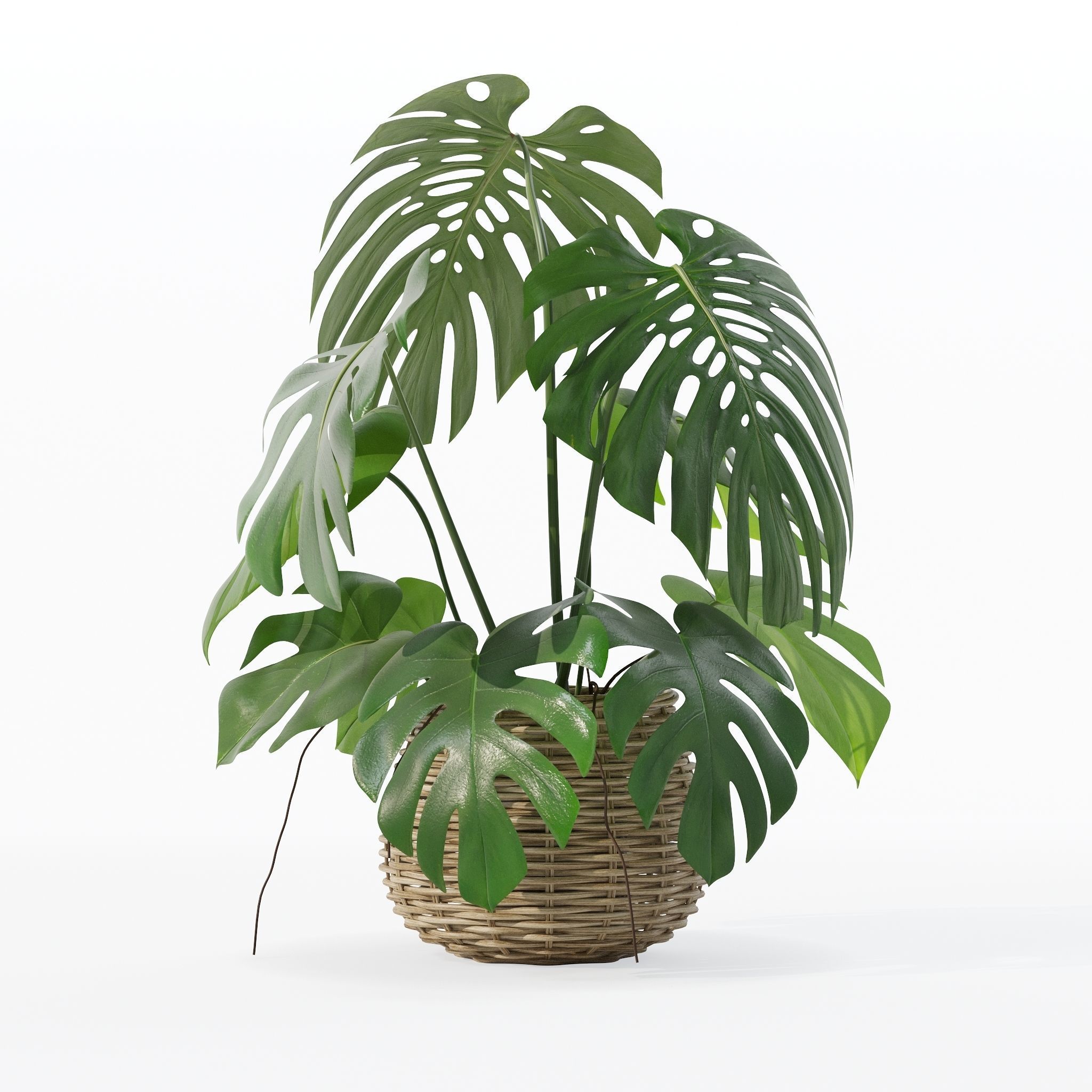 Monstera in rattan flower pot 3D model_23