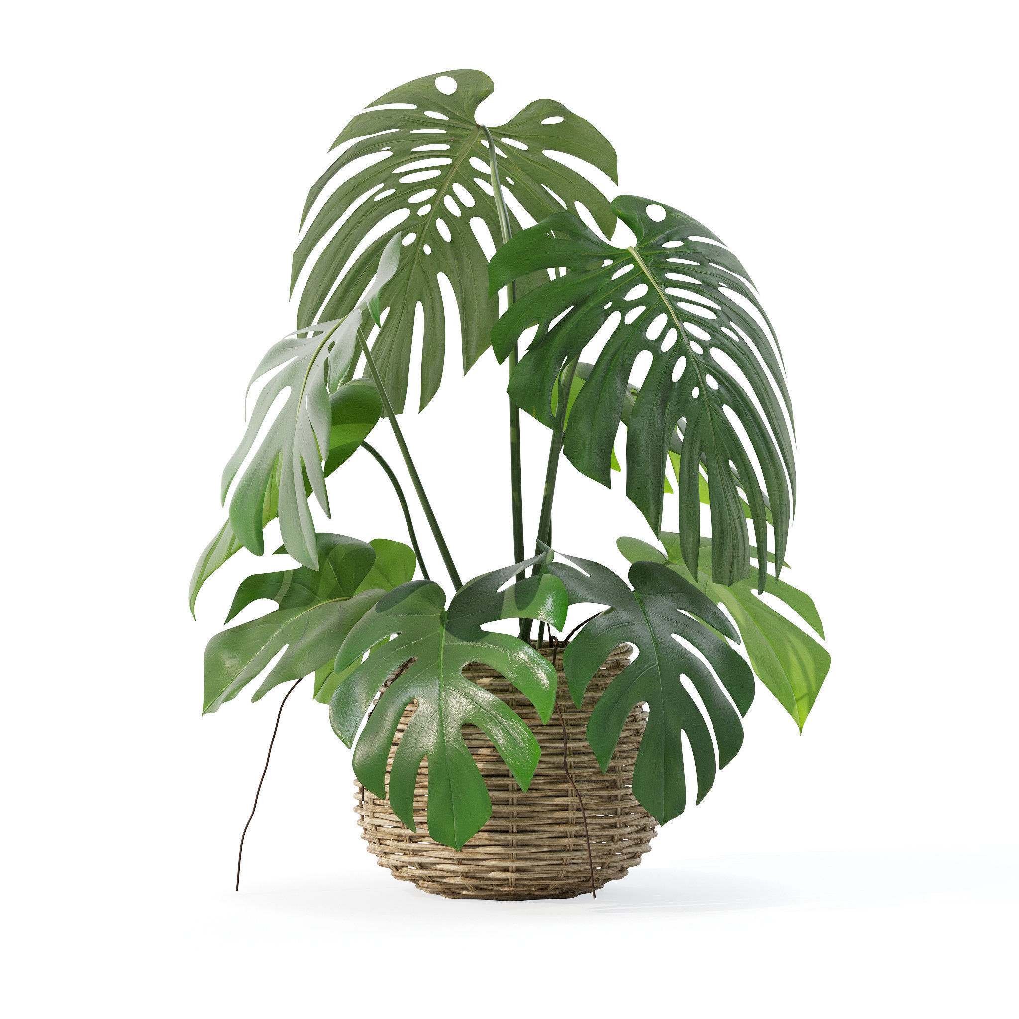 Monstera in rattan flower pot 3D model_3