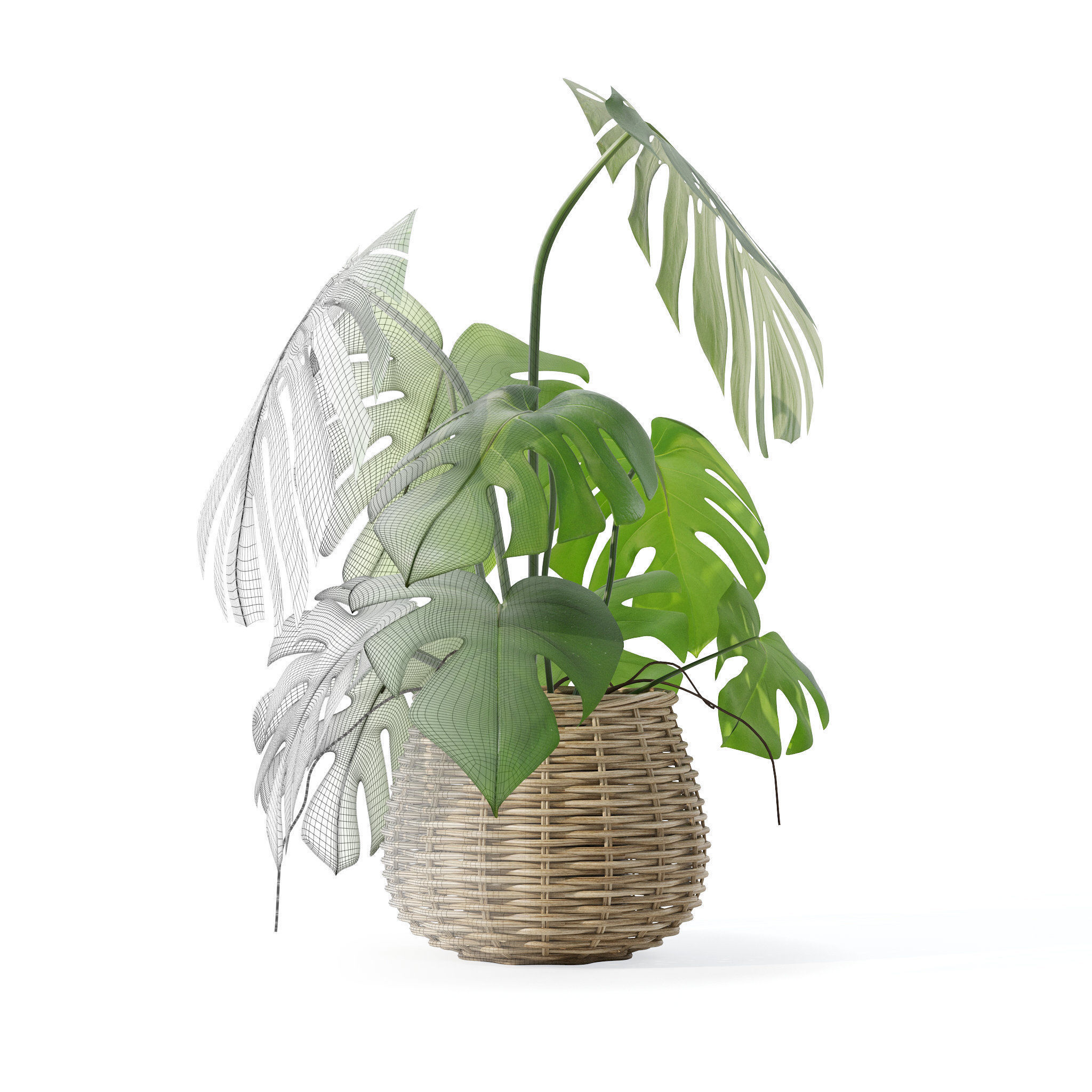Monstera in rattan flower pot 3D model_7