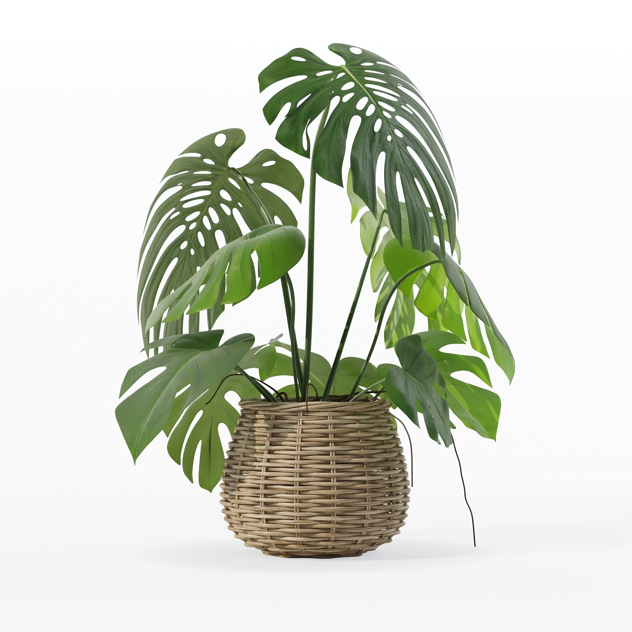 Monstera in rattan flower pot 3D model_14