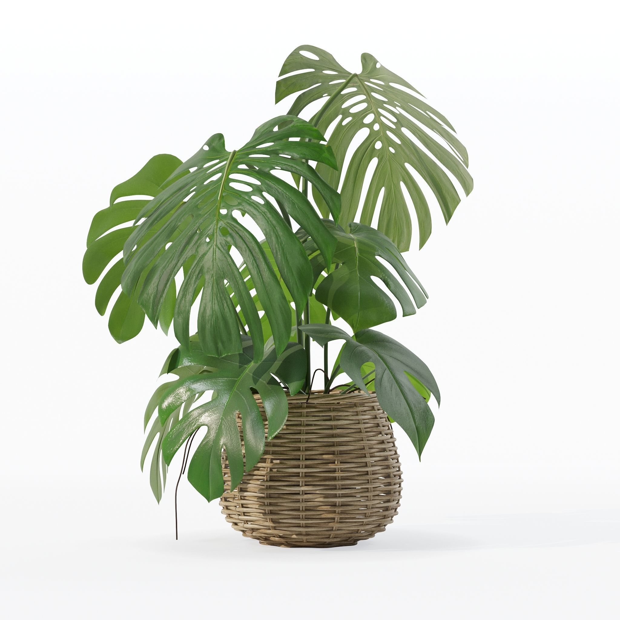 Monstera in rattan flower pot 3D model_27