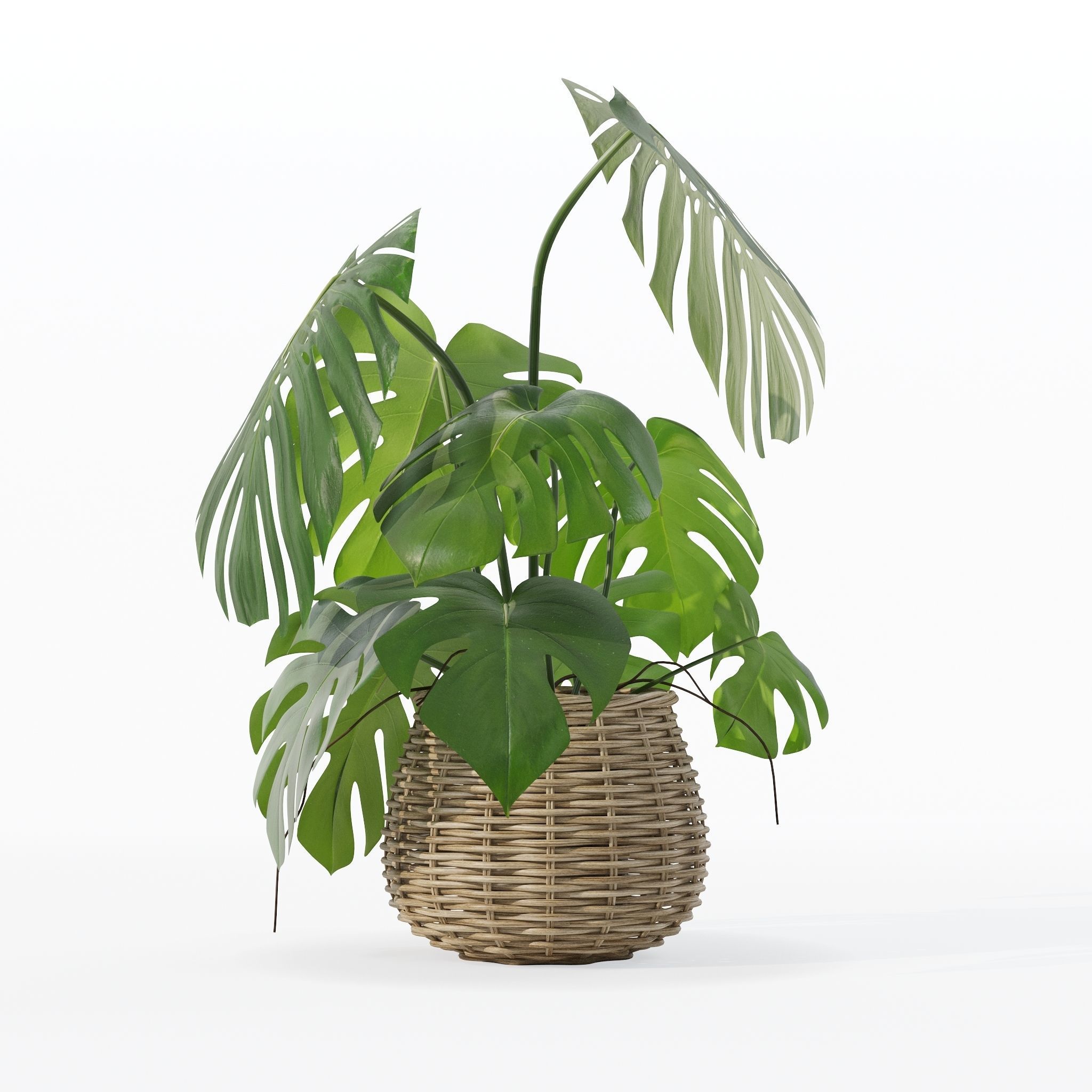Monstera in rattan flower pot 3D model_31
