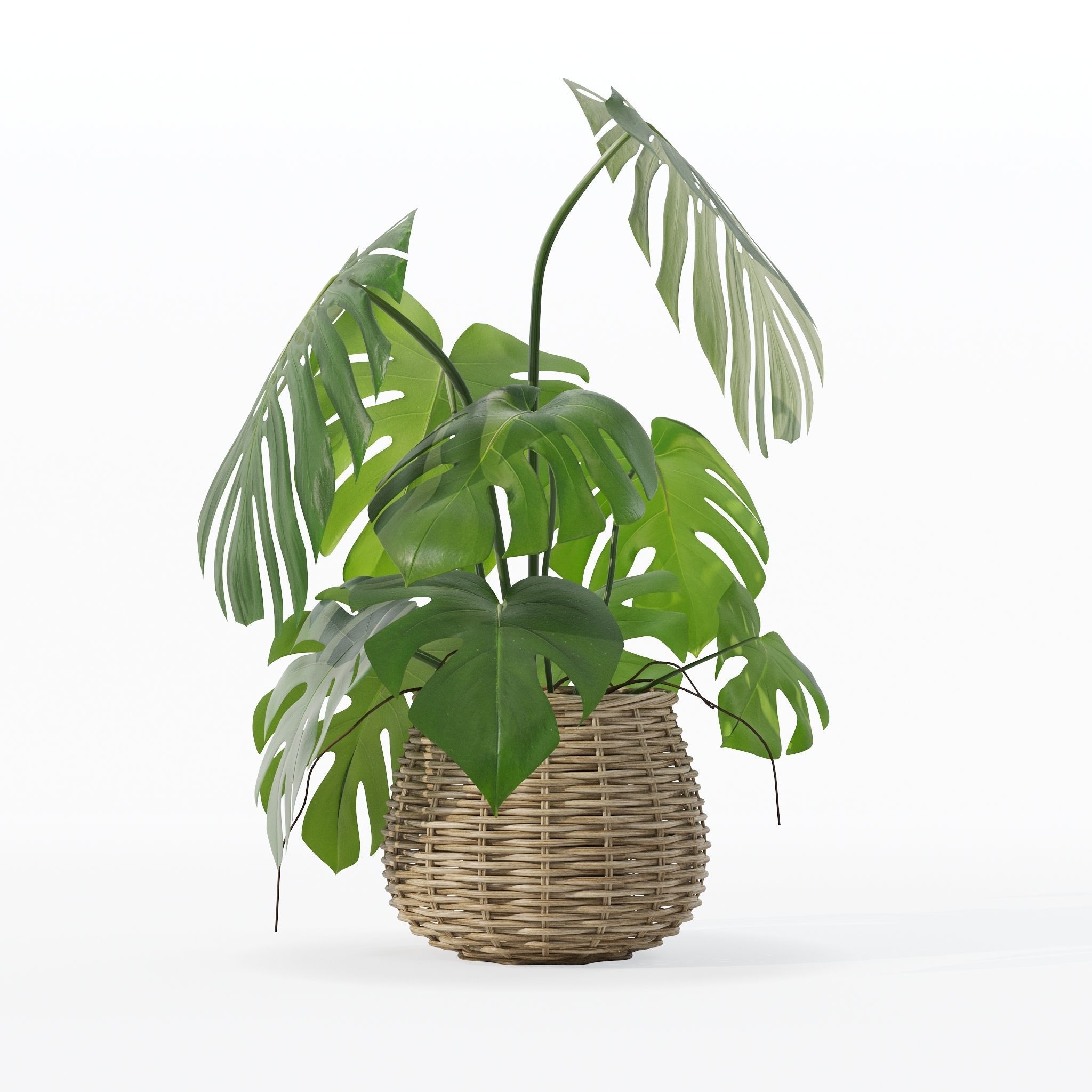 Monstera in rattan flower pot 3D model_8
