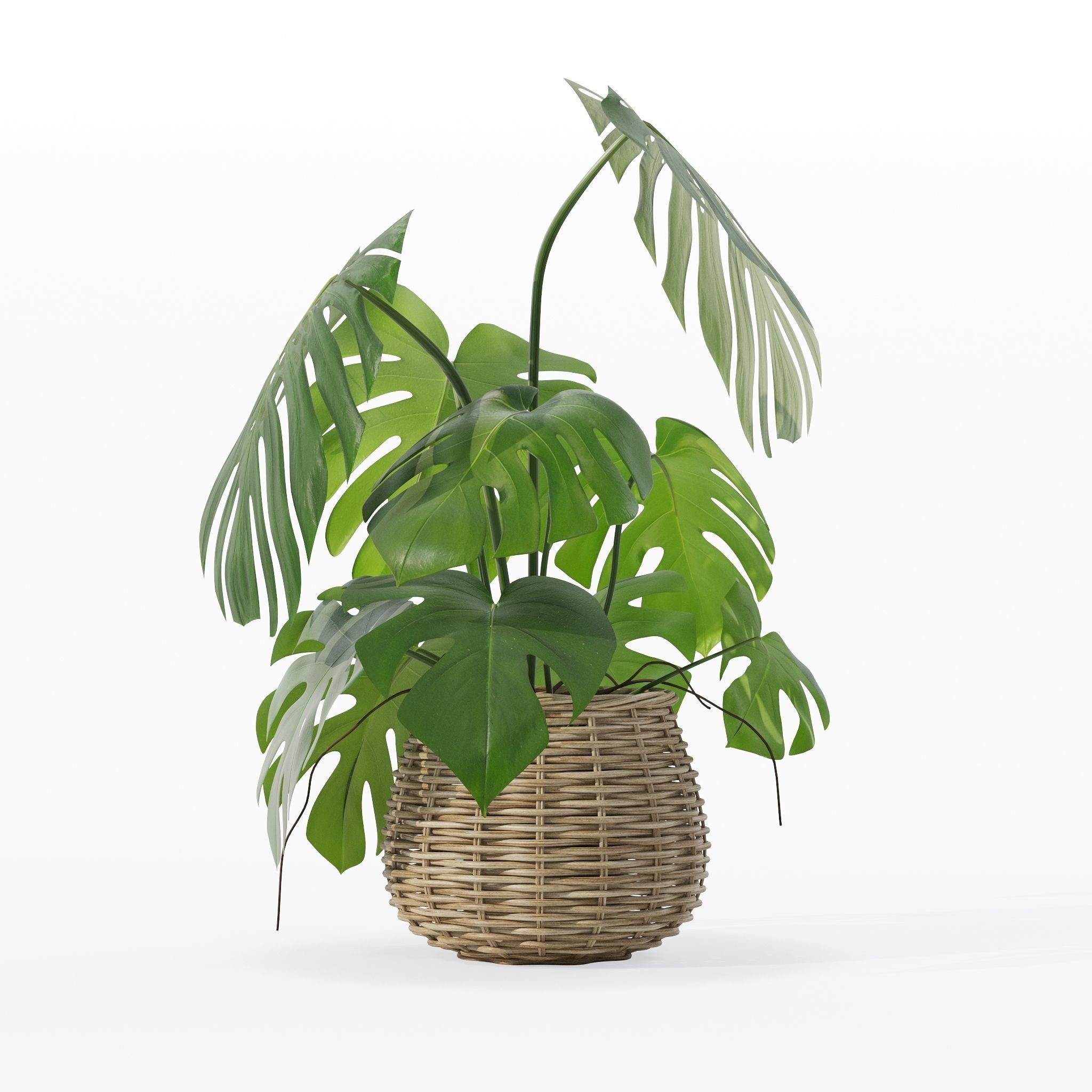 Monstera in rattan flower pot 3D model_9