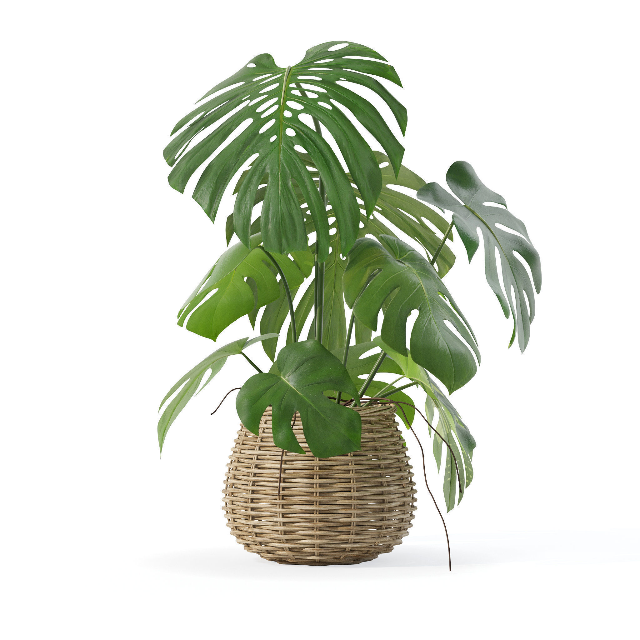 Monstera in rattan flower pot 3D model_4