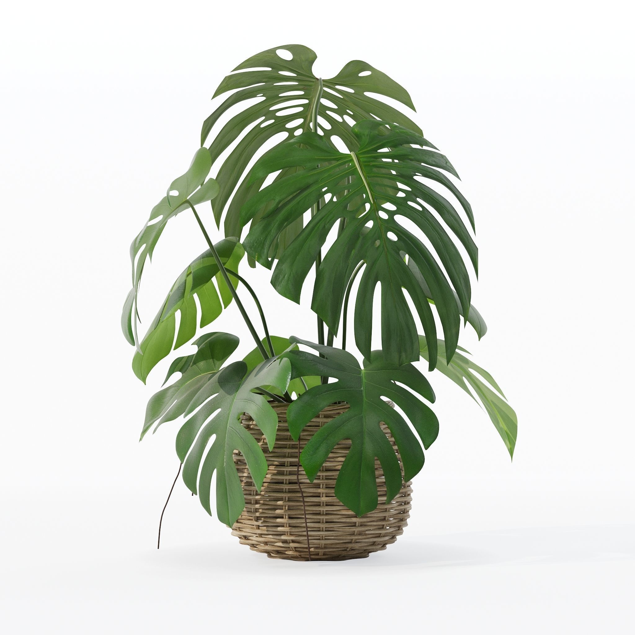 Monstera in rattan flower pot 3D model_24